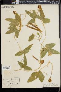 Vigna adenantha image