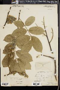 Piscidia piscipula image