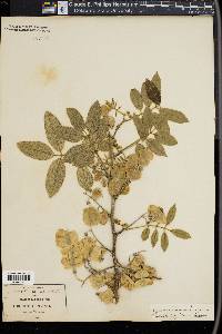 Piscidia piscipula image
