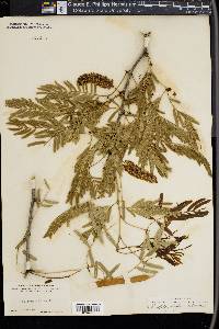 Prosopis juliflora image