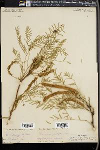 Prosopis juliflora image