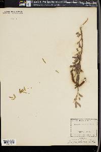 Prosopis pubescens image