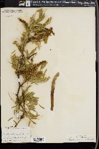 Prosopis juliflora image