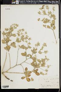 Pediomelum argophyllum image