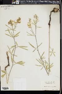 Psoralea cyphocalyx image