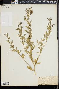 Psoralea cyphocalyx image