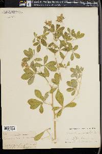 Psoralea canescens image