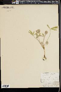 Psoralea hypogaea image