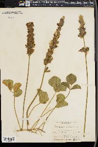 Psoralea orbicularis image