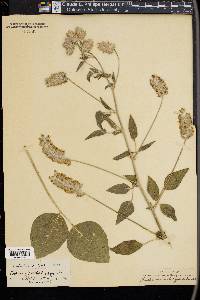 Psoralea macrostachya image