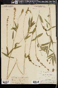 Psoralea melilotoides image