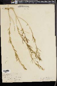 Ladeania lanceolata image