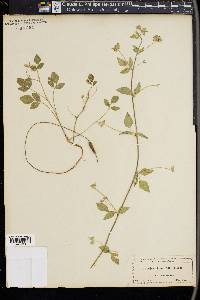 Pediomelum rhombifolium image