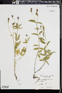 Orbexilum pedunculatum var. psoralioides image