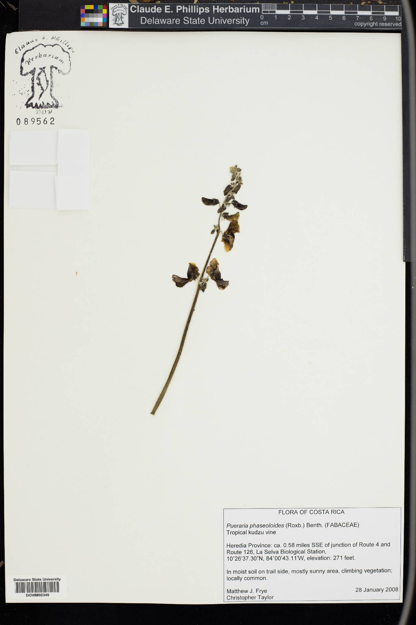 Pueraria phaseoloides image