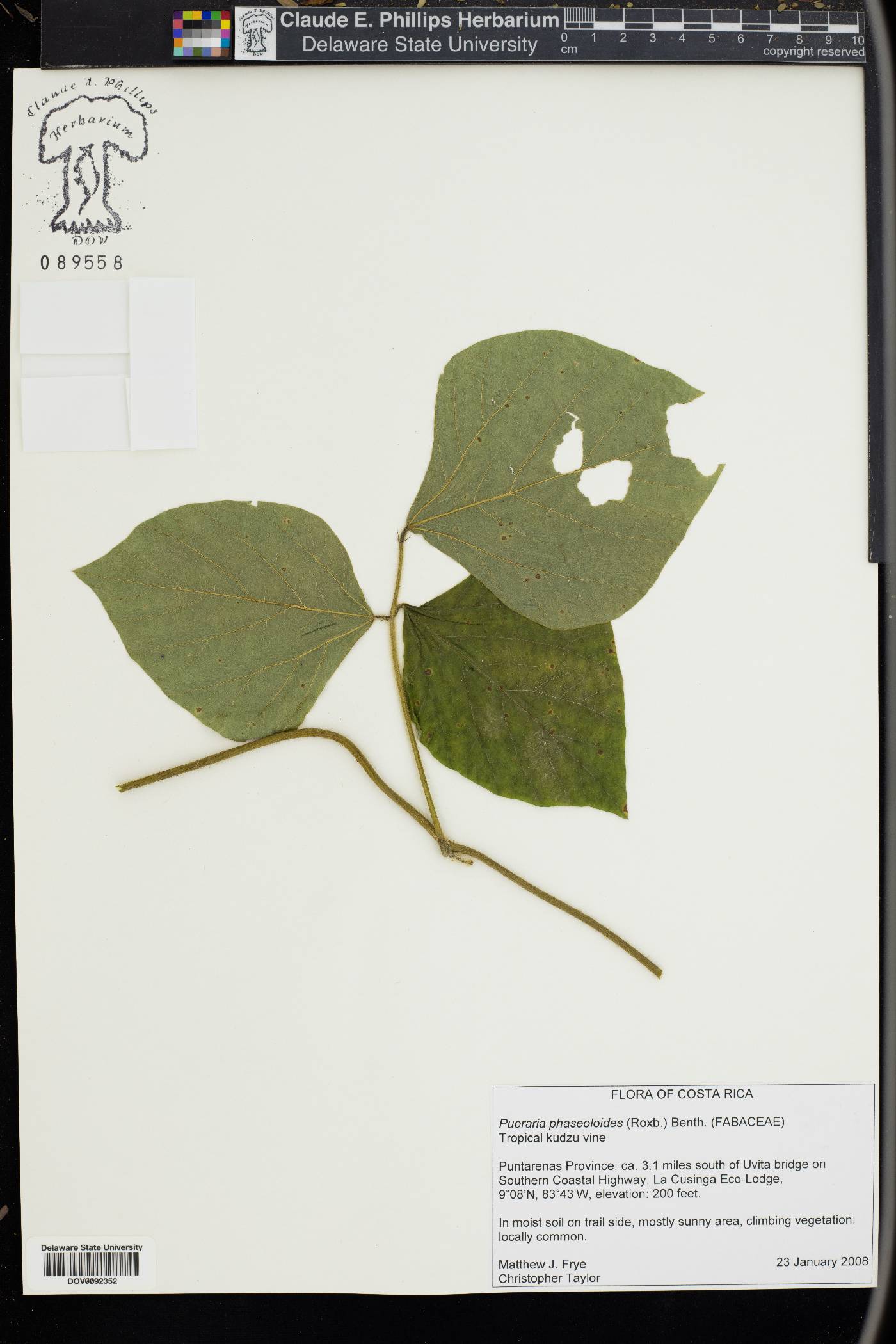 Pueraria phaseoloides image