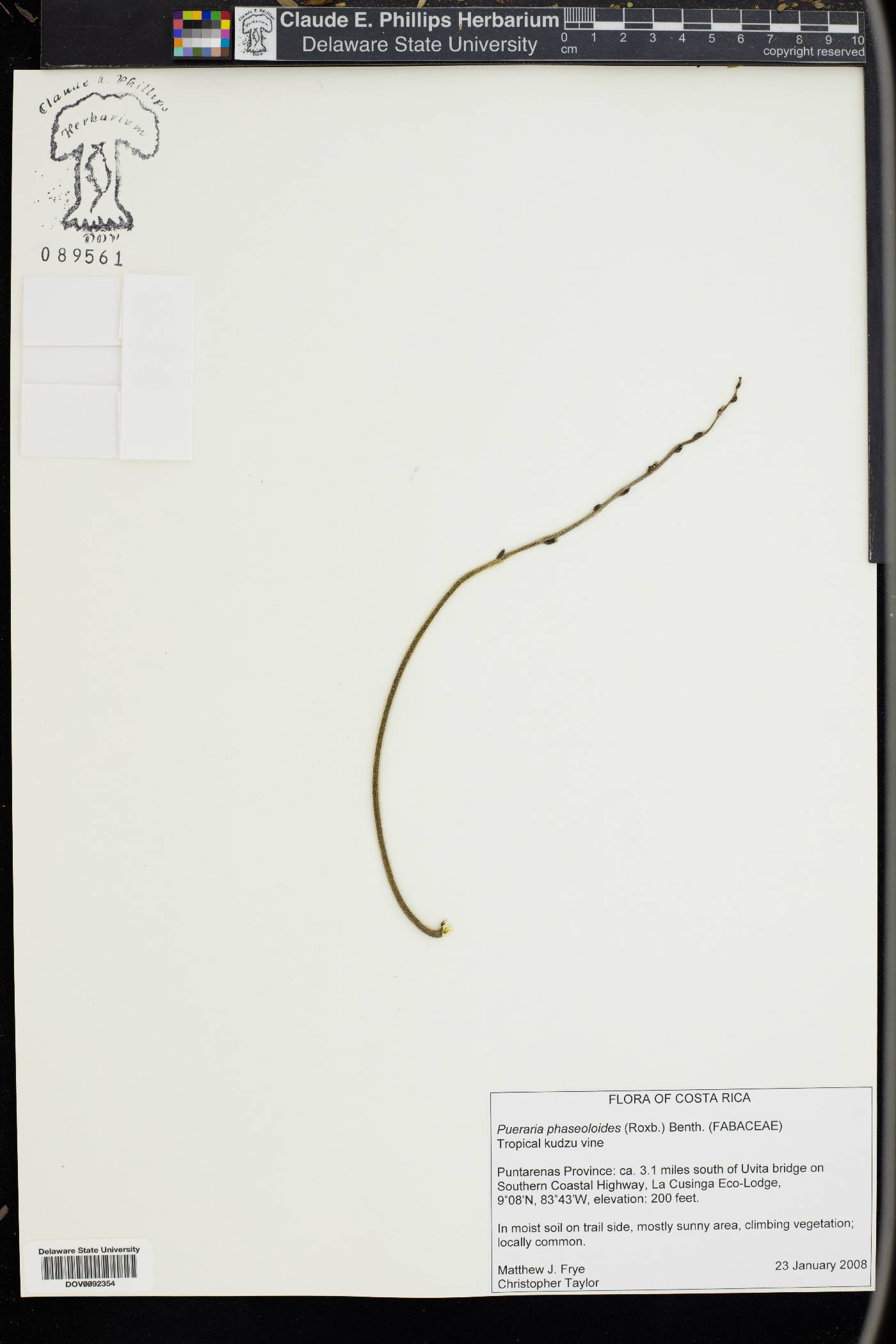 Pueraria phaseoloides image