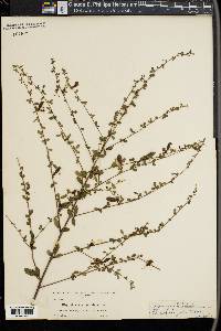 Rhynchosia cytisoides image