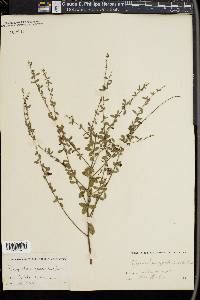 Rhynchosia cytisoides image