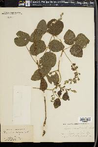 Rhynchosia latifolia image