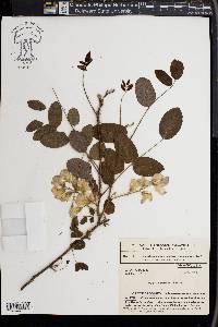 Robinia hispida image