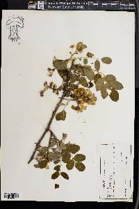 Robinia hispida image