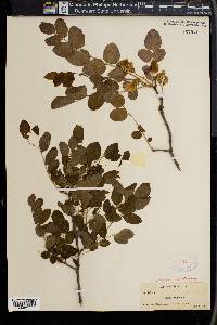 Robinia hispida image
