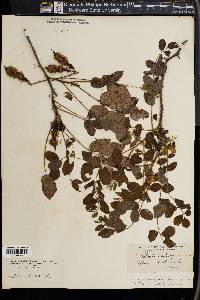 Robinia hispida image