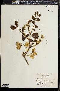 Robinia hispida image
