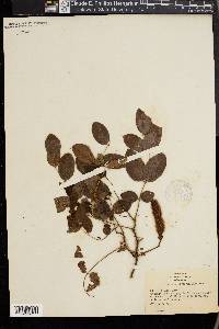 Robinia hispida image