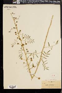 Mimosa microphylla image