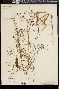 Mimosa microphylla image