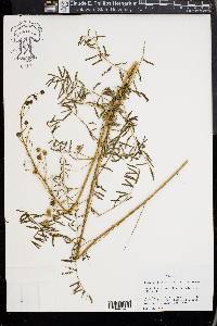 Mimosa microphylla image