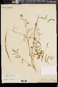 Mimosa microphylla image