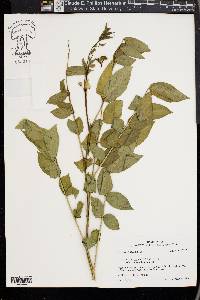 Senna marilandica image