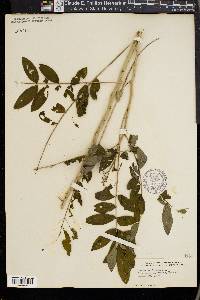 Senna marilandica image