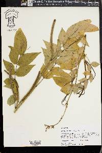 Senna occidentalis image