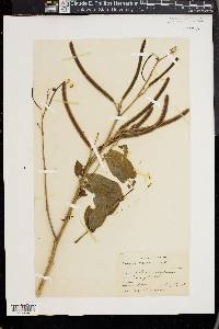 Senna occidentalis image