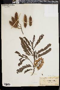 Sesbania cavanillesii image