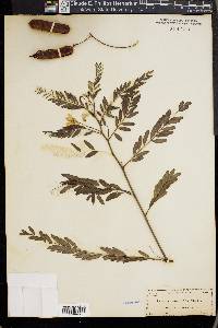 Sesbania cavanillesii image