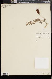 Sesbania grandiflora image