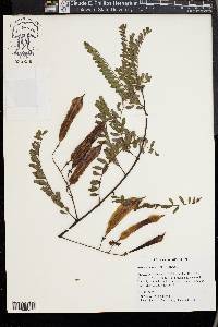 Sesbania punicea image