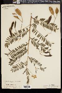 Sesbania vesicaria image