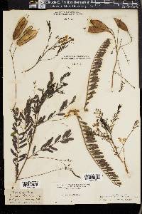 Sesbania vesicaria image