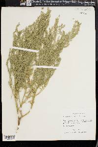 Sophora nuttalliana image