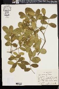 Dermatophyllum secundiflorum image