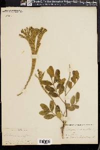 Dermatophyllum secundiflorum image