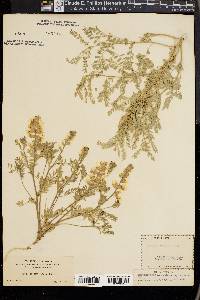 Sophora nuttalliana image