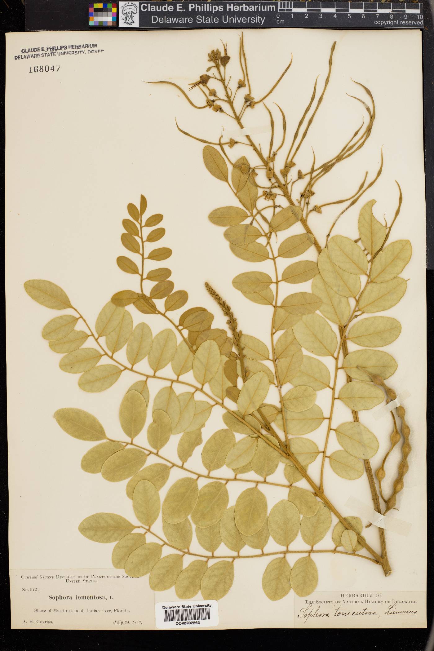 Sophora tomentosa image