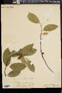 Media resource of Swartzia grandiflora
